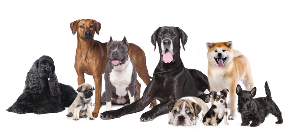 Dog DNA Test - Dog Types